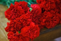 Поздравление с Днем освобождения Краснопольщины от депутата Александры Михеенко