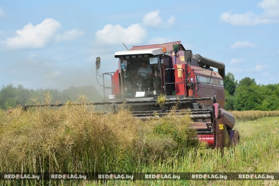 В Краснопольском районе приступили к уборке озимого рапса